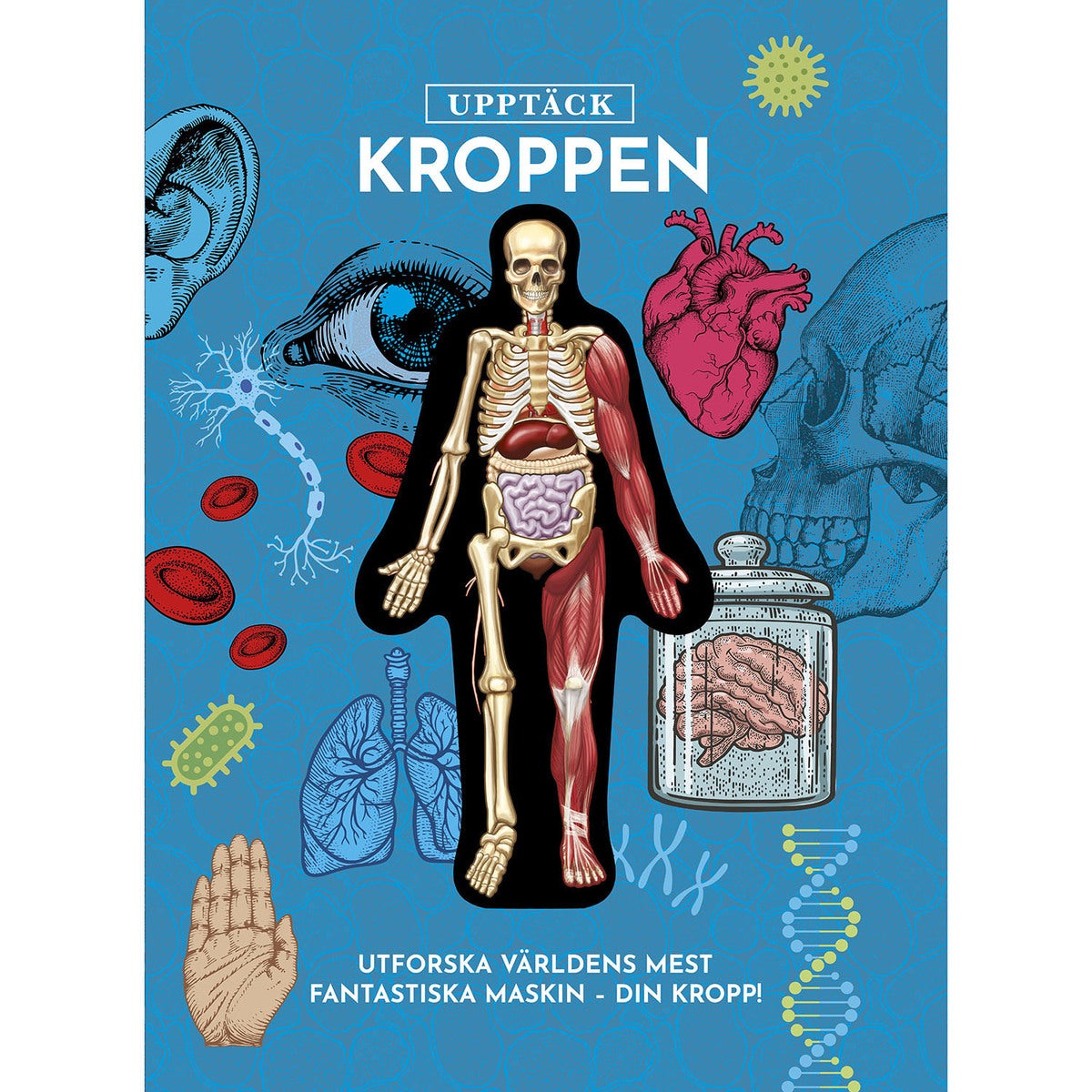 Upptäck kroppen