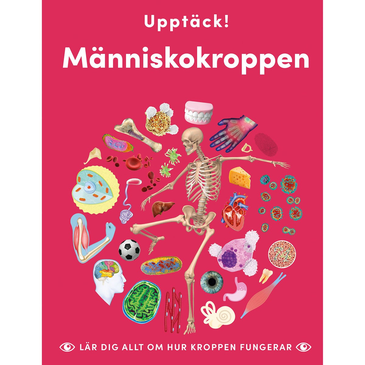 Upptäck människokroppen - Lär dig allt om hur kroppen fungerar