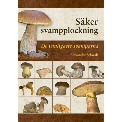 Säker svampplockning: De vanligaste svamparna
